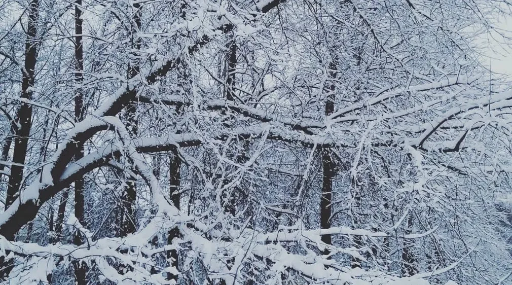Понедельник в Брянске будет снежным