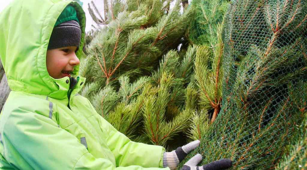 В Брянске 18 декабря начнут работать елочные базары