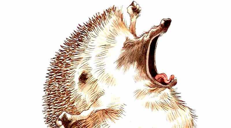 Речевое общение: «Ёж проснулся»