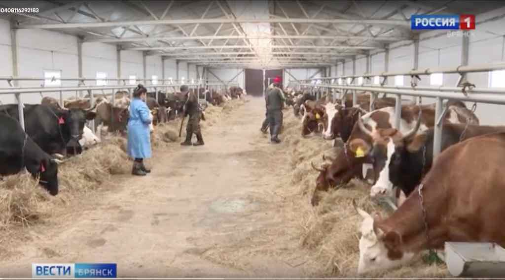 Брянские фермеры успешно справляются с аномальными морозами