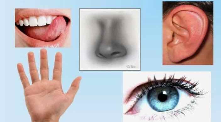 Органы чувств – наши добрые помощники