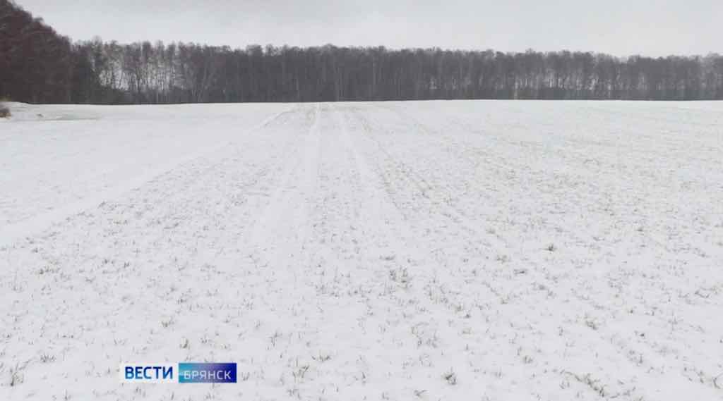 Аграрии Брянщины высоко оценили состояние озимых культур