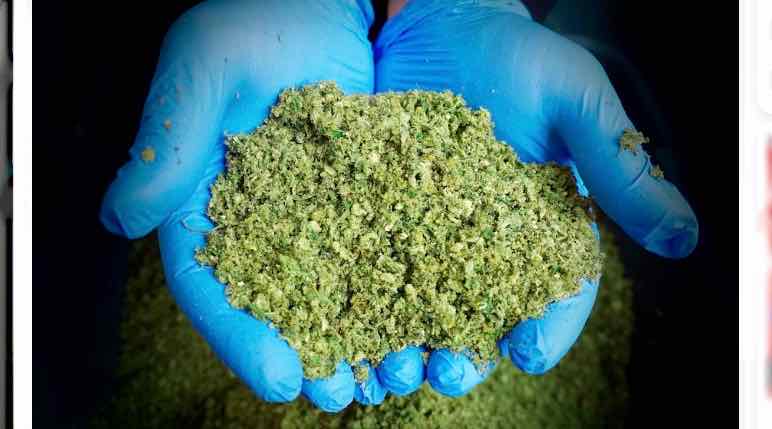 Жителя Навли судят за хранение крупной партии марихуаны