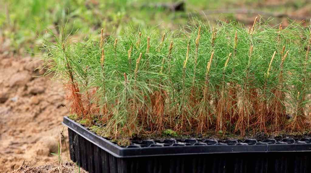 В Брянской области за год вырастили 16,4 млн саженцев для лесовосстановления