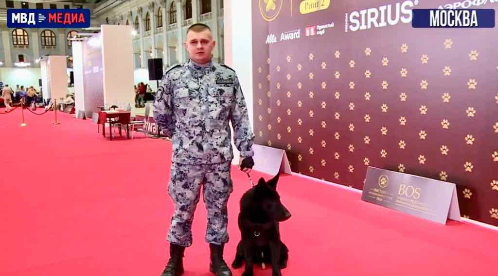 Кинолог из Брянска стал лучшим в конкурсе «Лучшие собаки России-2025»