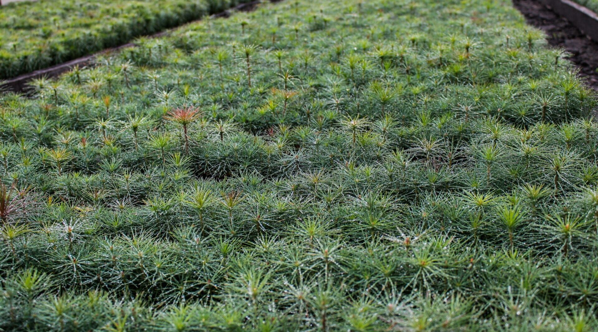 В Брянской области реализуется программа «Сохранение лесов»