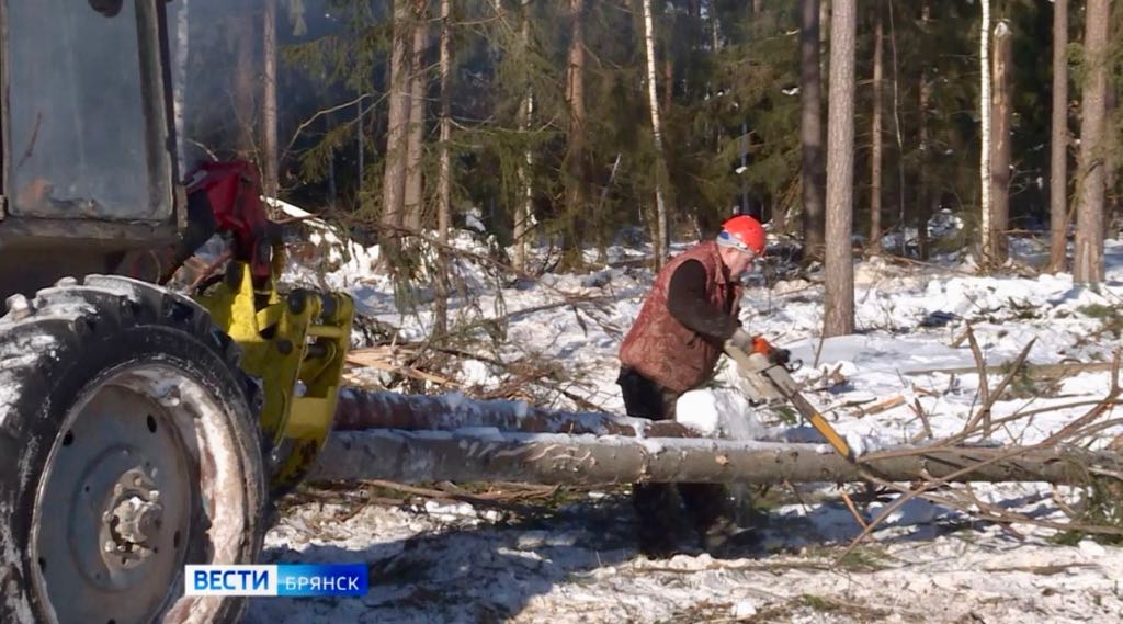 В лесах Брянщины началась санитарная рубка повреждённых насаждений