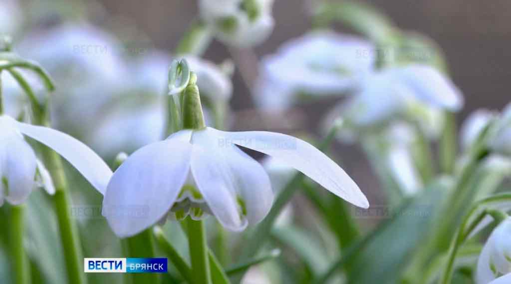 В брянском Ботаническом саду распустились подснежники и крокусы