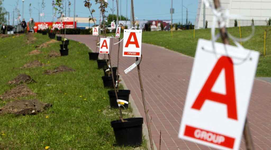 В Брянске в прошлом году посадили 2000 деревьев — почти вдвое больше, чем спилили