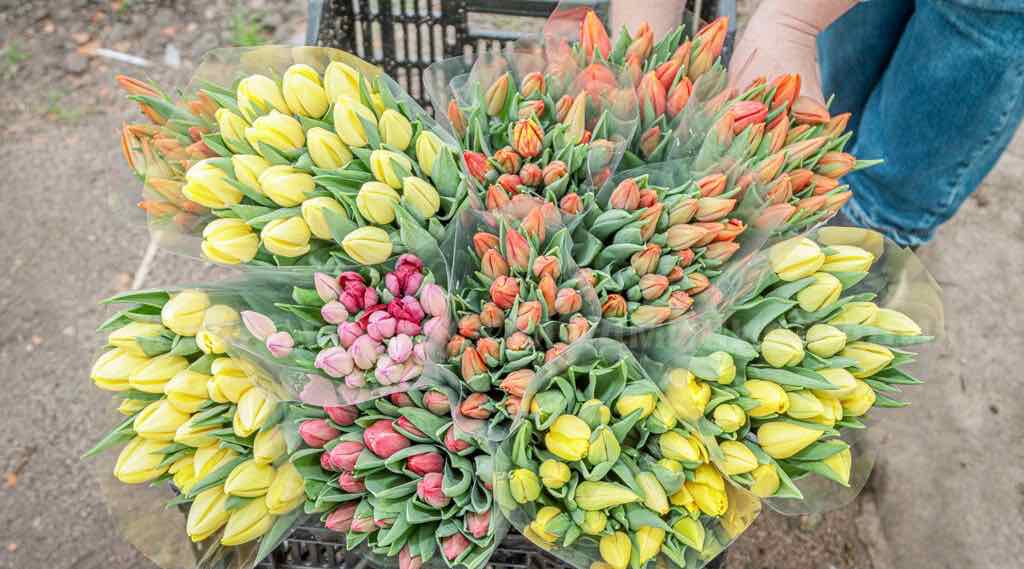 В Брянске открылись цветочные ярмарки к 8 Марта