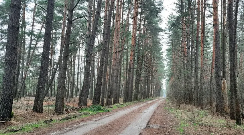 На Брянщине  действует проект «Сохранение лесов»