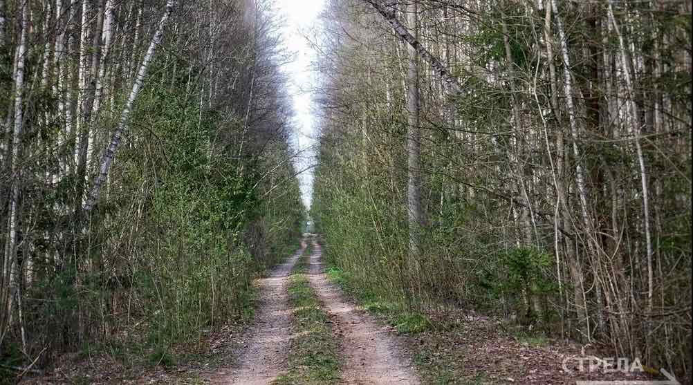 Брянская область вошла в число лидеров ЦФО по заготовке лесных семян