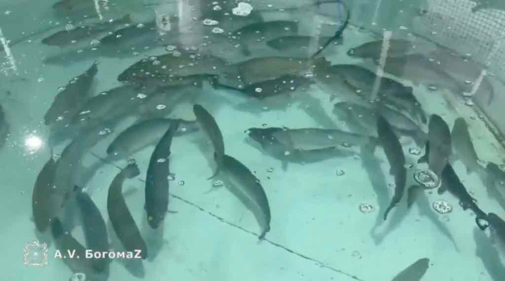 На рыбной ферме «Александрия» в Брянской области выращивают 15 тонн осетра и форели