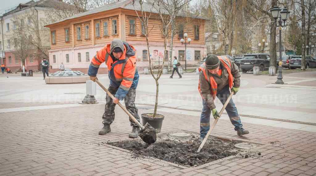 На бульваре Гагарина в Брянске высадили новые каштаны взамен неприжившихся