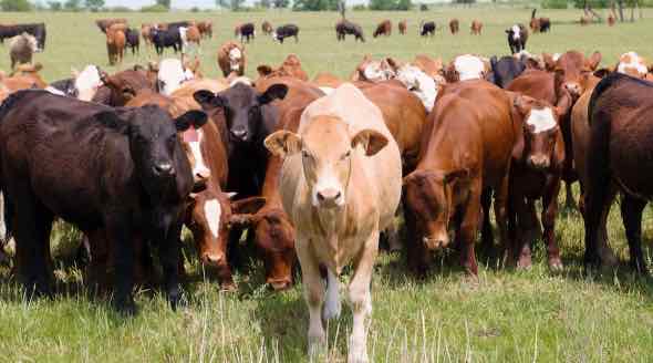 По численности КРС в сельхозорганизациях Брянская область заняла 1-е в ЦФО и 2-е в России