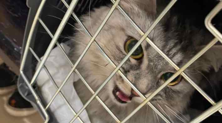 Полиция раскрыла мошенничество: женщина из Карелии обманула жительницу Брянского района