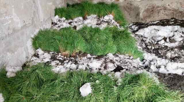 В Брянской области стартовал лесокультурный сезон 2026 года