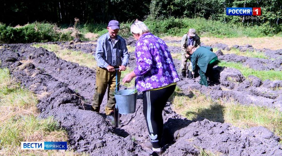 Брянские лесоводы перевыполнили план по восстановлению лесов