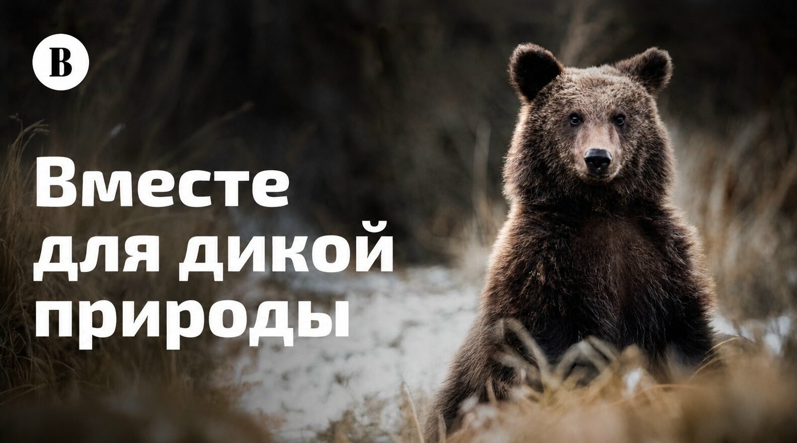 Жители Брянщины смогут отдать свой голос в поддержку наиболее уязвимых видов животных